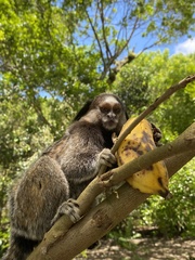 Callithrix jacchus × penicillata