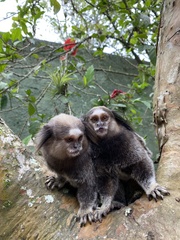 Callithrix jacchus × penicillata