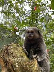 Callithrix jacchus × penicillata