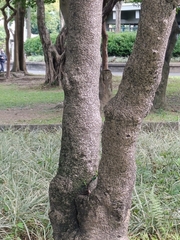 Quercus hypophaea