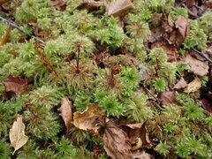 Mniodendron comatum