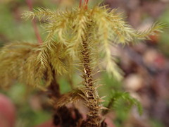 Mniodendron comatum