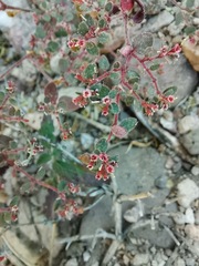 Euphorbia arizonica