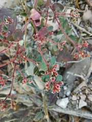 Euphorbia arizonica