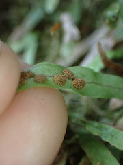 Notogrammitis ciliata