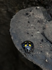 Eumorphus marginatus