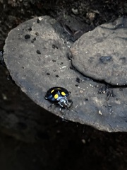 Eumorphus marginatus