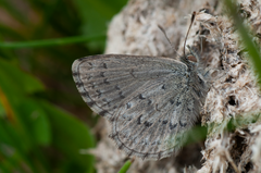 Zizina oxleyi