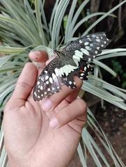 Papilio demoleus malayanus