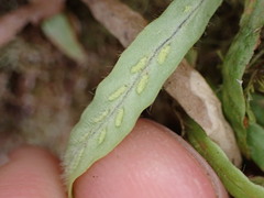 Notogrammitis ciliata