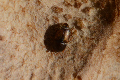 Carpophilinae