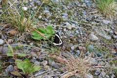 Limenitis arthemis rubrofasciata