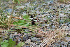Limenitis arthemis rubrofasciata