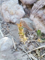Tetramerium