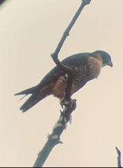 Falco deiroleucus