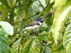 Spermestes fringilloides