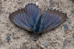 Zizina oxleyi