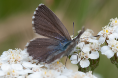 Zizina oxleyi