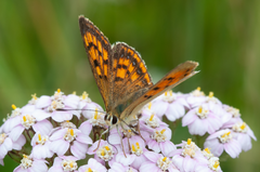Lycaena