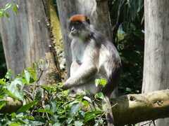 Piliocolobus tephrosceles