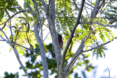 Melanerpes portoricensis