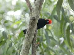 Malimbus rubricollis