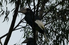 Bycanistes subcylindricus
