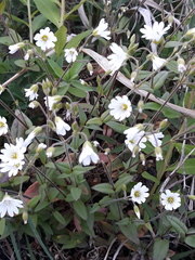 Cerastium arvense