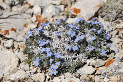 Eritrichium howardii