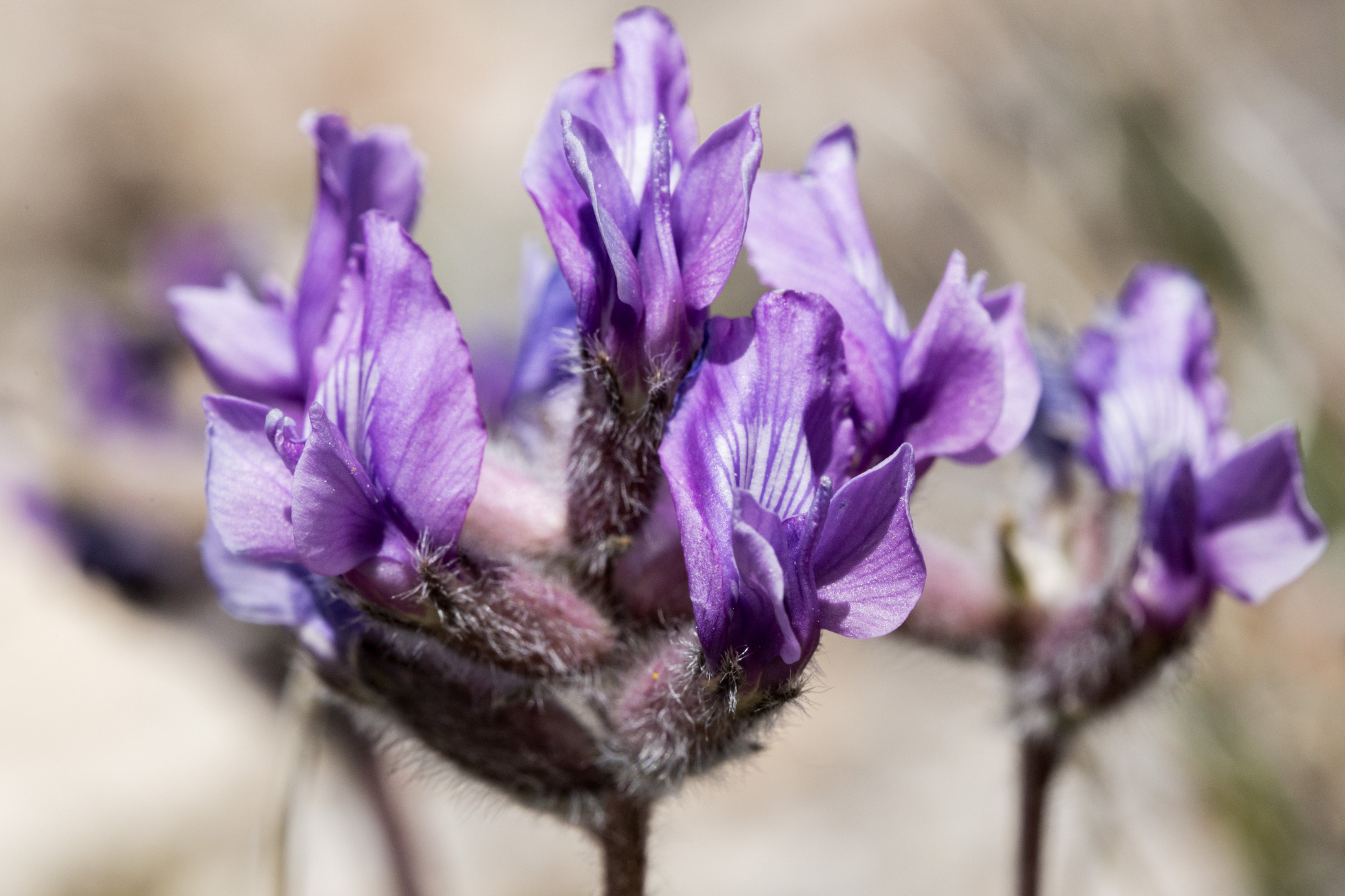 Oxytropis besseyi var. ventosa