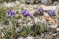 Oxytropis besseyi