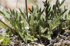 Oxytropis besseyi