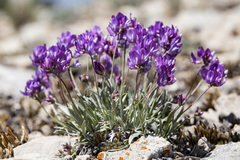 Astragalus spatulatus