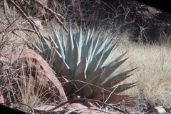 Agave parryi