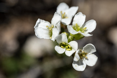 Arabis nuttallii