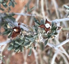 Coleogyne ramosissima