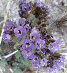 Phacelia crenulata minutiflora