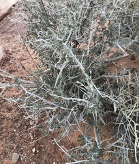 Coleogyne ramosissima