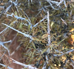 Prunus fasciculata