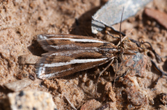 Orocrambus corruptus