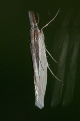 Orocrambus