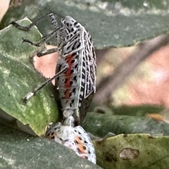 Cappaea taprobanensis