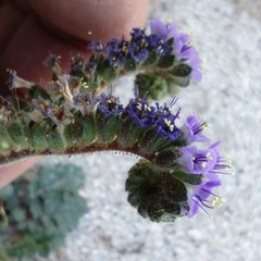 Phacelia crenulata minutiflora
