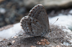 Zizina oxleyi