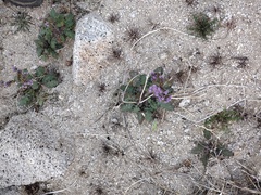 Phacelia crenulata minutiflora
