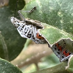 Cappaea taprobanensis