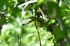 Setophaga adelaidae