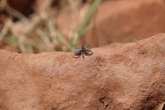Phidippus asotus