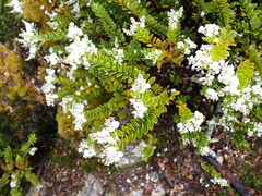 Veronica vernicosa