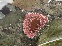 Urticina clandestina